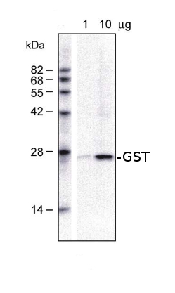 western blot detection using anti-GST antibodies 
